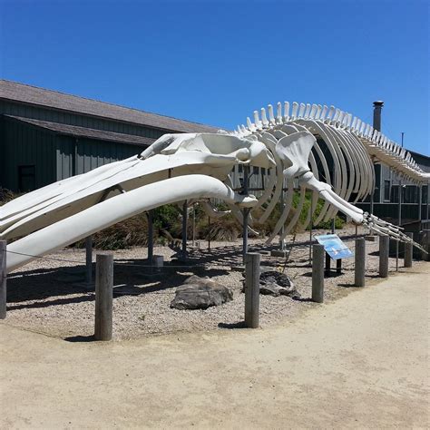 Seymour marine discovery center - For nearly half a century, Ms. Blue–an 87-foot-long whale skeleton—has welcomed over a million visitors to Long Marine Laboratory and the Seymour Marine Discovery Center, spurring interest in marine science. After decades of exposure in harsh coastal conditions, the metal structures supporting Ms. Blue have deteriorated to an …